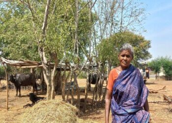 Uthukuli butter: The case of missing buffaloes and a small town’s identity