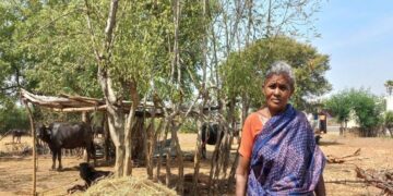 Uthukuli butter: The case of missing buffaloes and a small town’s identity