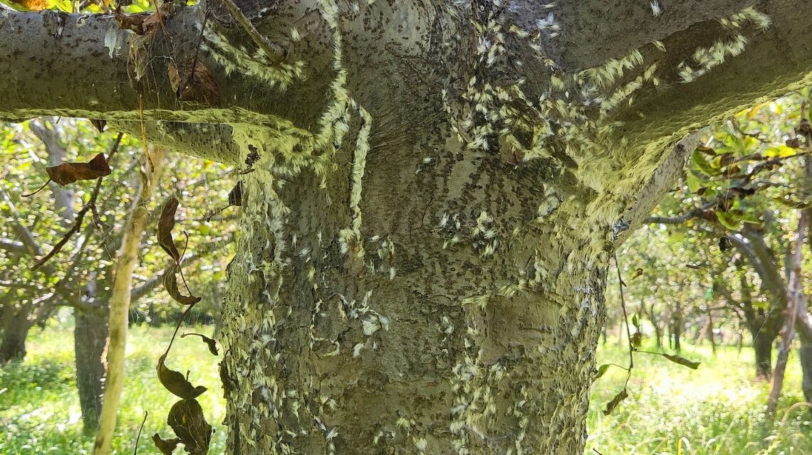 Leaf miner pest control a double-edged sword for apple growers of Shopian