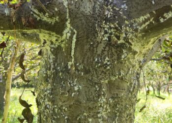 Leaf miner pest control a double-edged sword for apple growers of Shopian