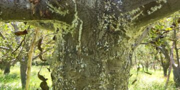 Leaf miner pest control a double-edged sword for apple growers of Shopian