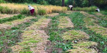 Farmers in six villages of Maharashtra’s Shirala ditch high-yielding varieties, switch to native paddy