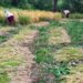 Farmers in six villages of Maharashtra’s Shirala ditch high-yielding varieties, switch to native paddy