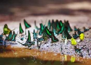 Eastern India’s largest butterfly park ready to welcome tourists in Ranchi