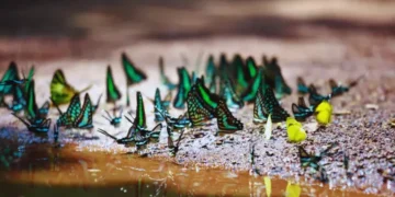 Eastern India’s largest butterfly park ready to welcome tourists in Ranchi