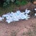 Diseases waiting to strike as biomedical waste dumped in fields of Supaul