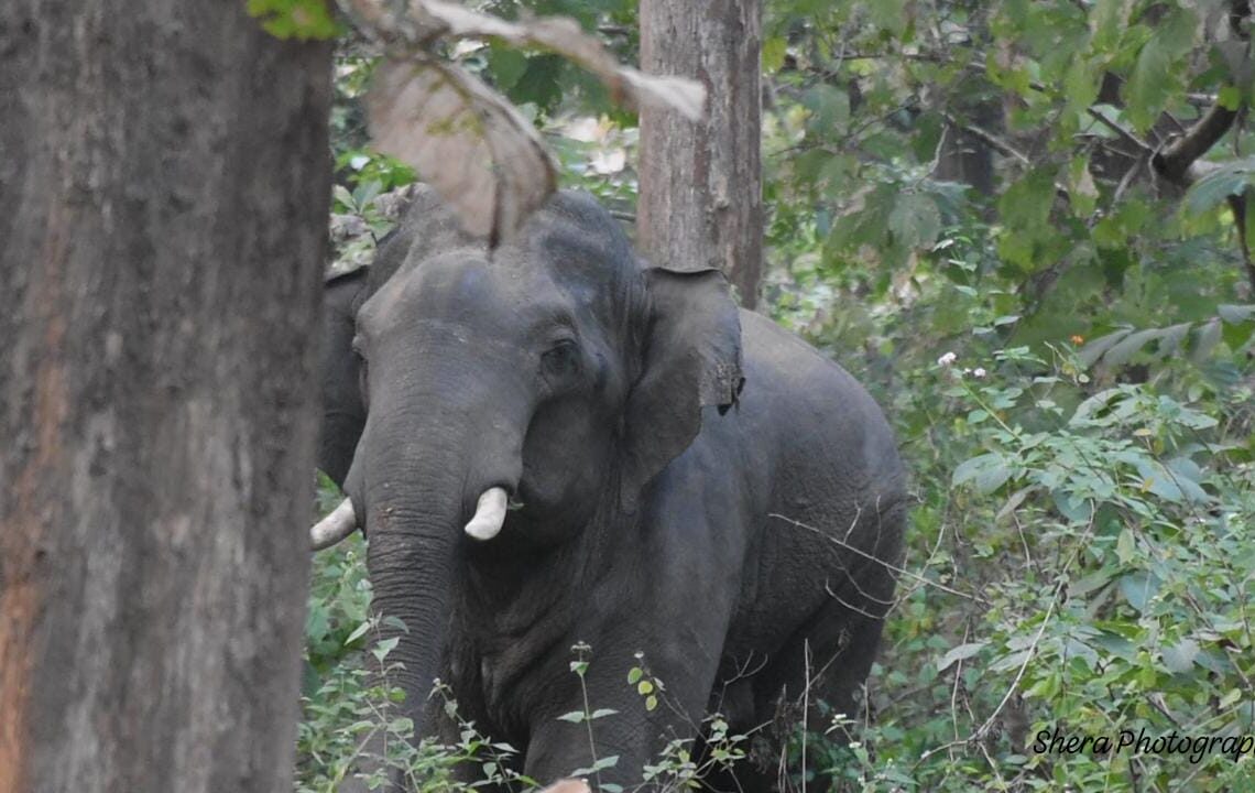 Palamu Tiger Reserve