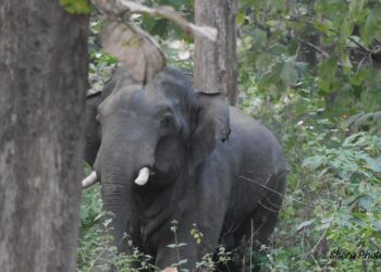 Palamu Tiger Reserve