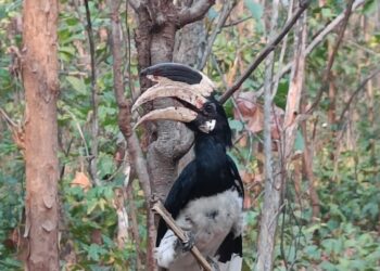 hornbill