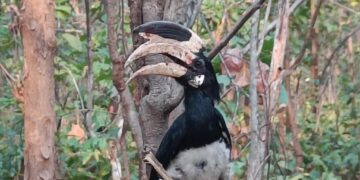 hornbill