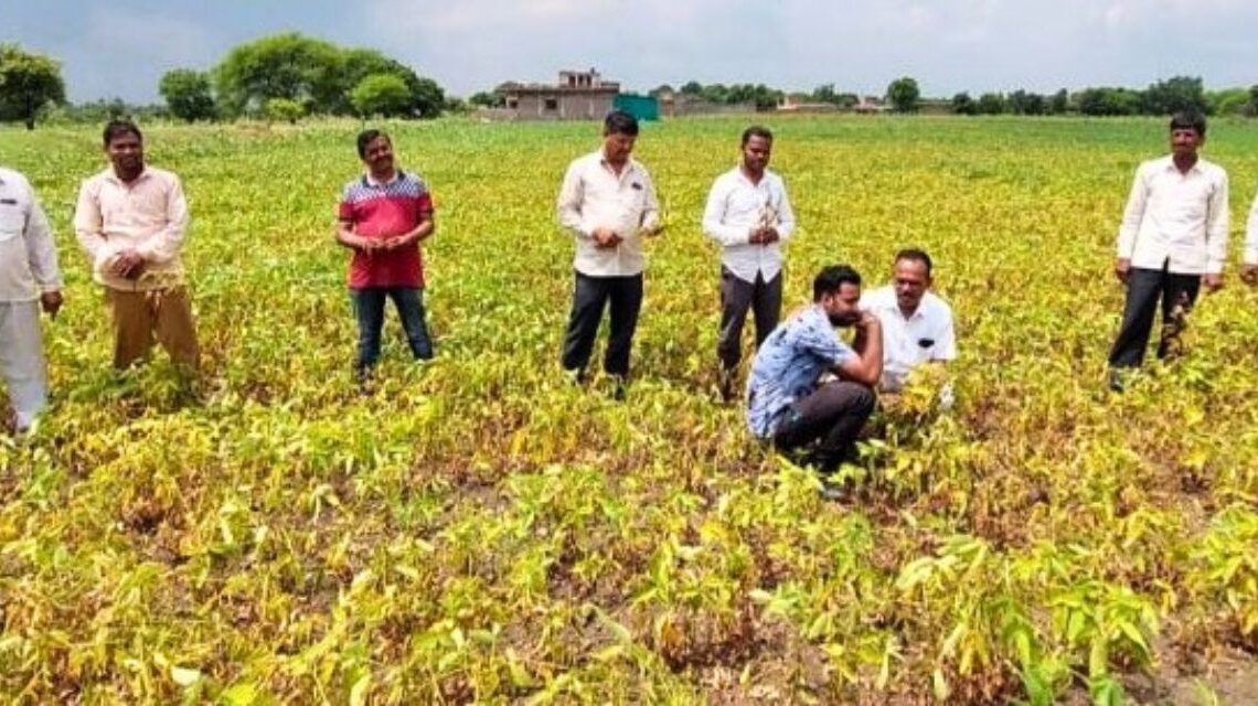 Consumer forum, insurance scheme not of much help to farmers in fake agrochemicals crisis