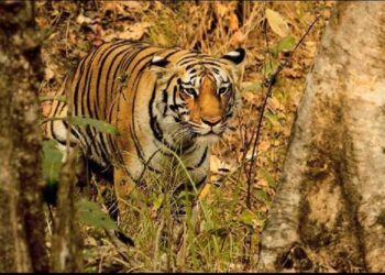 Big cat count reaches 2 in Palamu Tiger Reserve