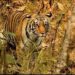 Big cat count reaches 2 in Palamu Tiger Reserve