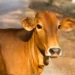 Jharkhand: Polythenes kill seven cattle in Latehar