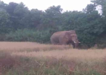 Jharkhand: Youth trampled to death by wild tusker in Chandil