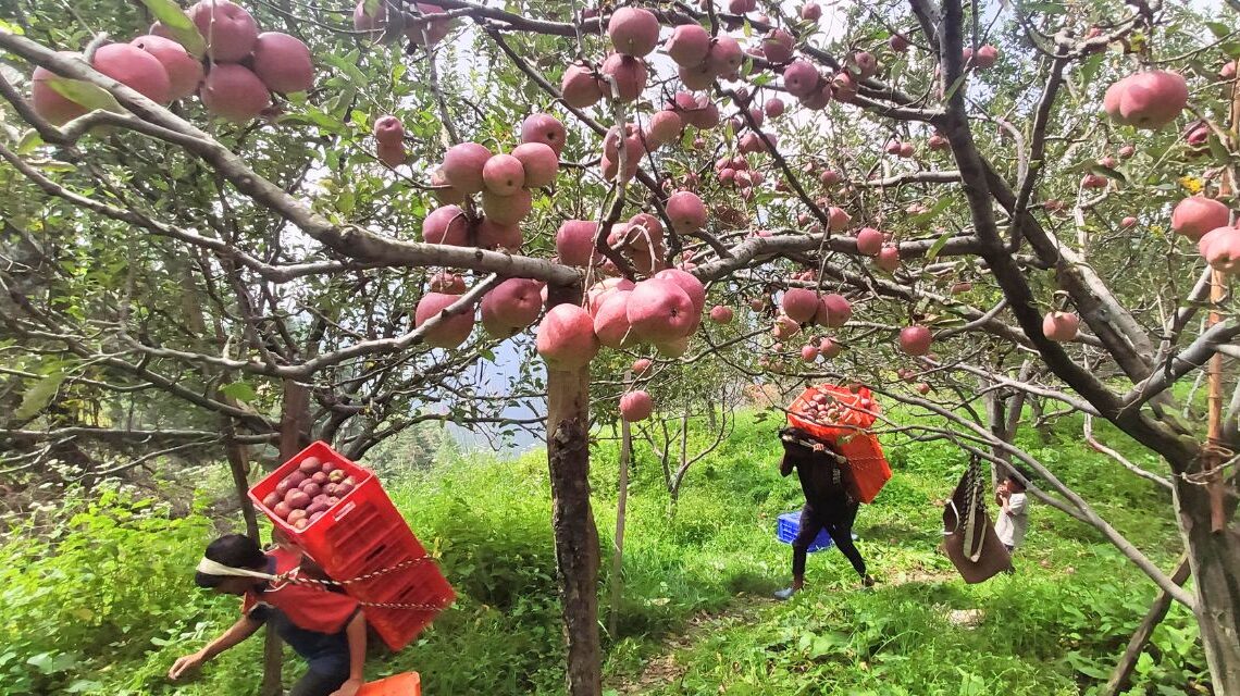 Apple orchards Himachal