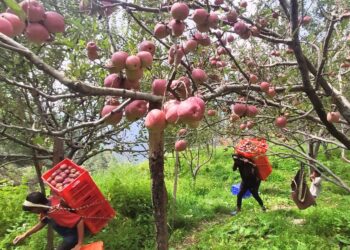 Apple orchards Himachal