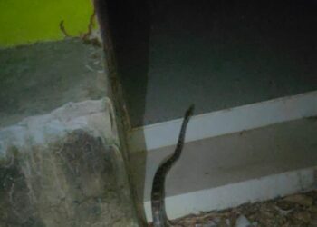 Python snake rescued in Palamu Tiger Reserve