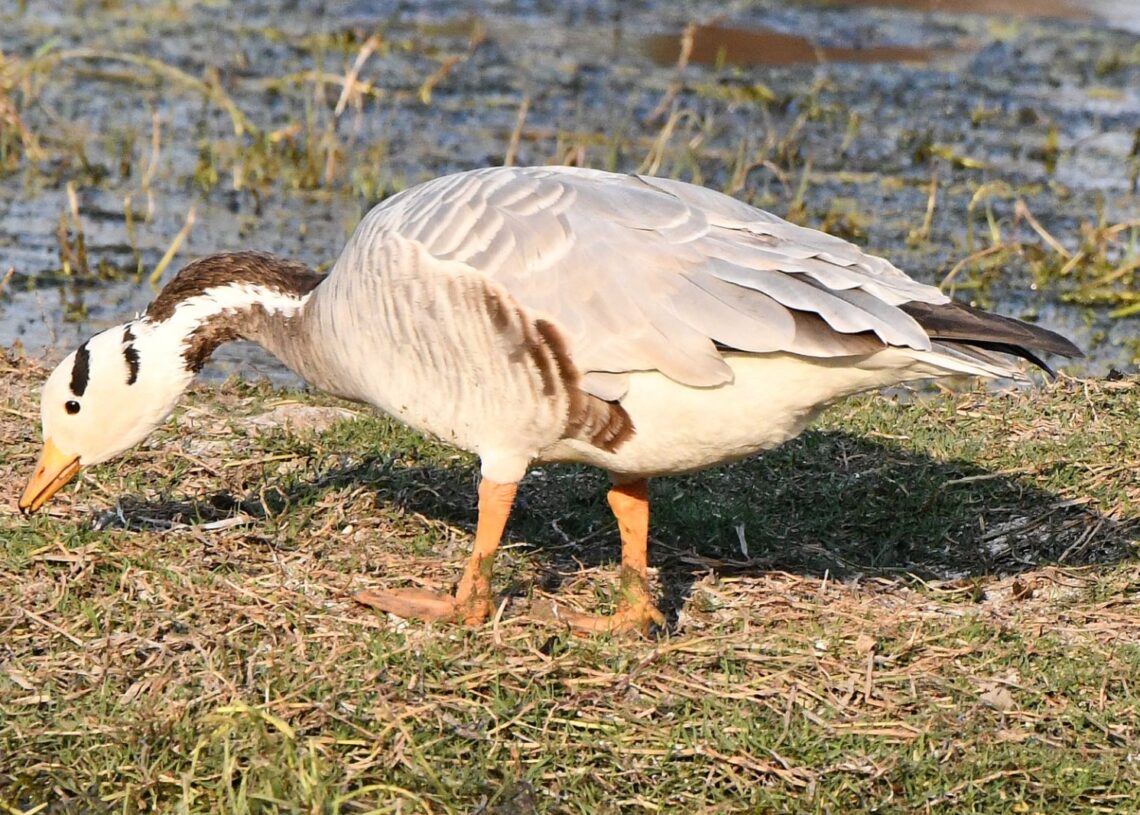 Migratory birds in Dhanbad: Bar-headed goose is fond of India