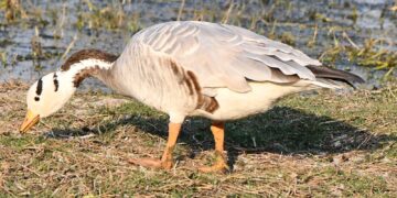 Migratory birds in Dhanbad: Bar-headed goose is fond of India