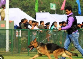 Jharkhand news: Jamshedpur Kennel Club to host Championship Dog Show from Jan 5