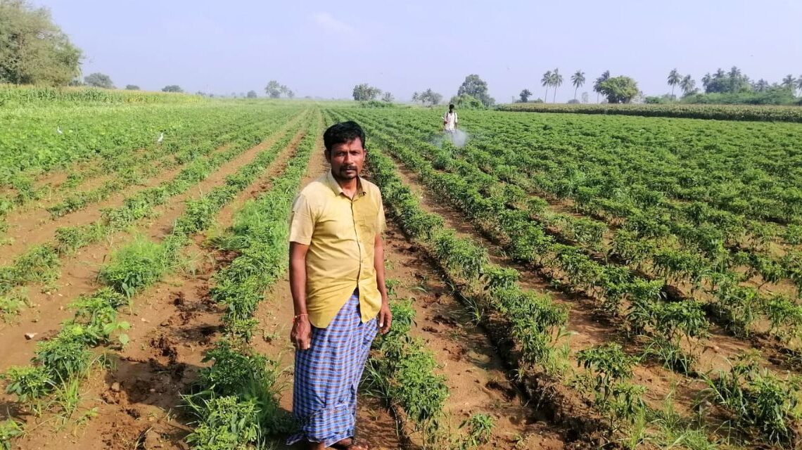 chilli farmers Andhra