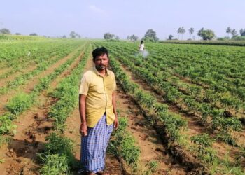 chilli farmers Andhra