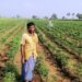 chilli farmers Andhra