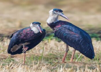 Jharkhand News: Rare bird woolly necked Stork seen in Saraiya wetland in Ramgarh 