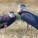 Jharkhand News: Rare bird woolly necked Stork seen in Saraiya wetland in Ramgarh