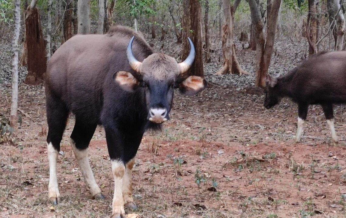 Indian Gaur