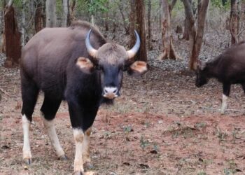 Indian Gaur