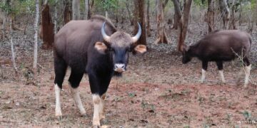 Indian Gaur