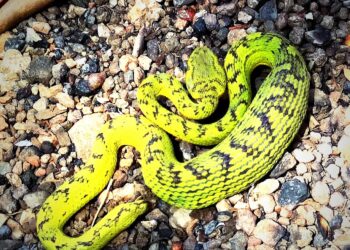 green pit viper snake