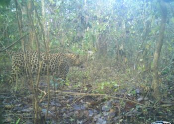 Jharkhand News: Palamu Tiger Reserve is home to  51 leopards
