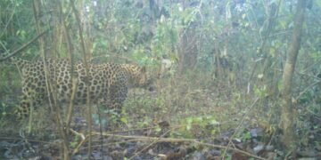 Jharkhand News: Palamu Tiger Reserve is home to 51 leopards