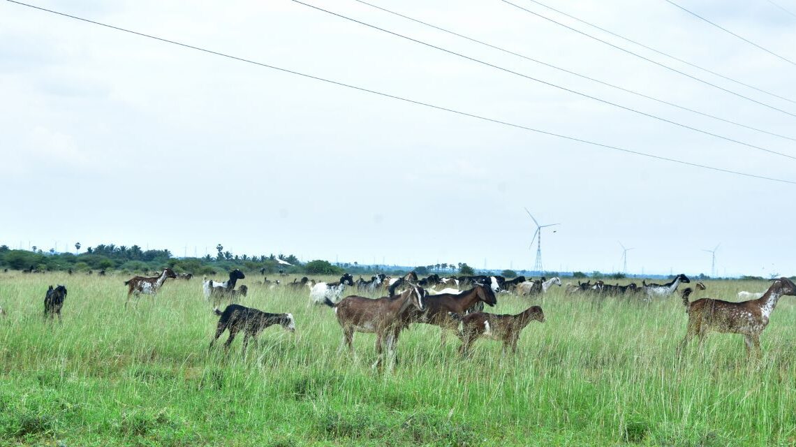 Alavanthankulam grazing