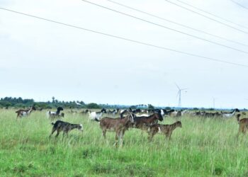 Alavanthankulam grazing