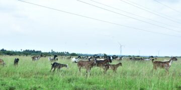 Alavanthankulam grazing