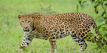 leopard