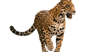 Jharkhand News: School declares holiday as leopard creates panic in Adityapur