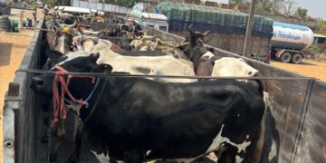 cattle rescued