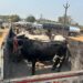 cattle rescued