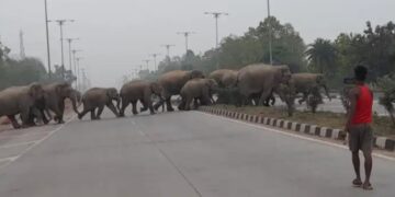 Elephant herd Ghatsila