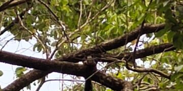 Malabar squirrel