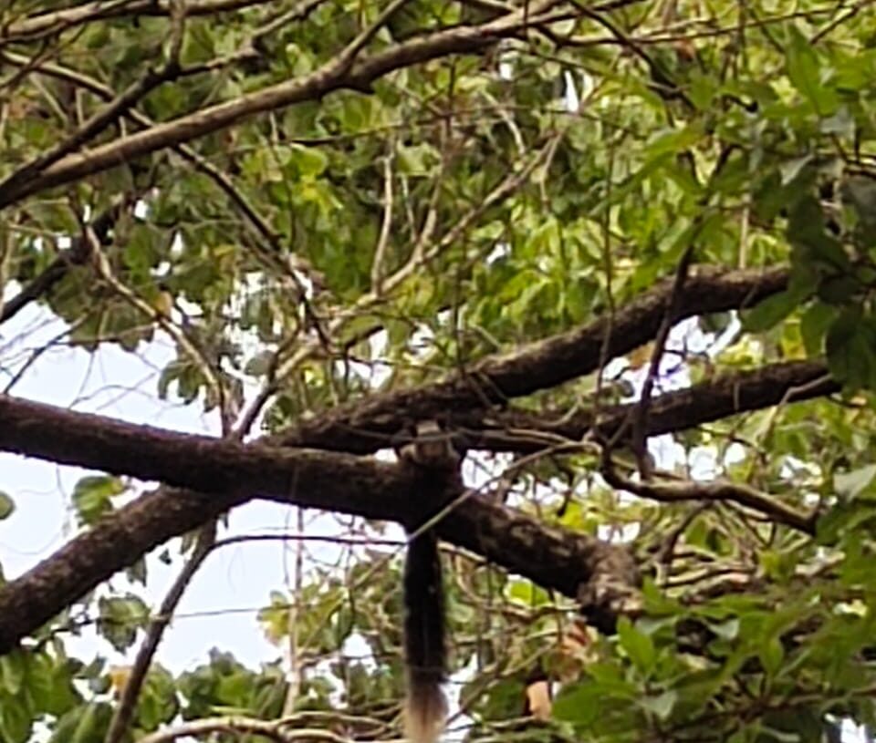 Malabar squirrel