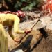 Jharkhand News:  Two tribal women buried alive in Dhanbad