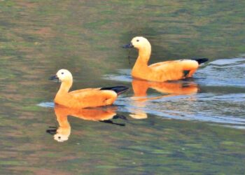 World Migratory Bird Day