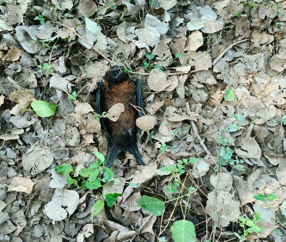Garhwa villagers eat bats fried by heat wave, risk Nipah in Jharkhand