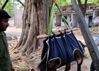 Compassion in Action: JAWS treats injured cow with community support in Jamshedpur